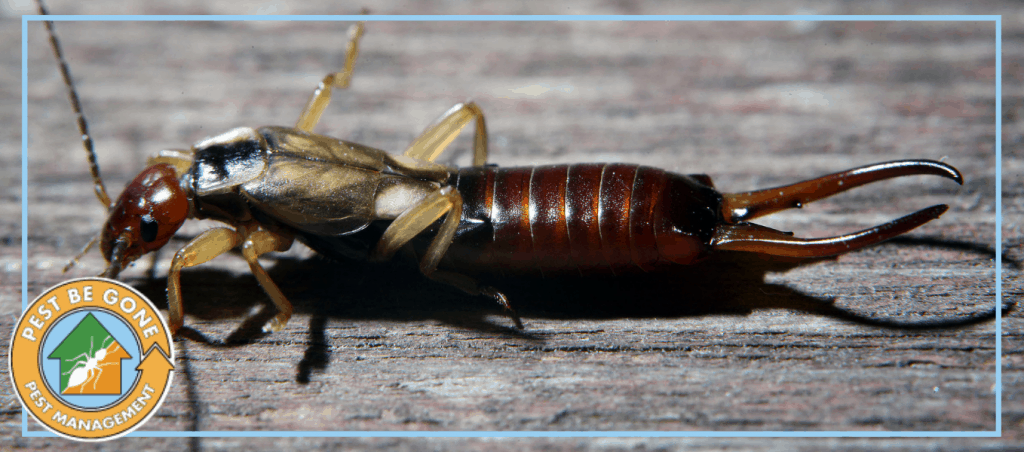 A photo of an earwig | A featured image from "The Dangers of Common Household Pests" by Pest-Be-Gone CA.