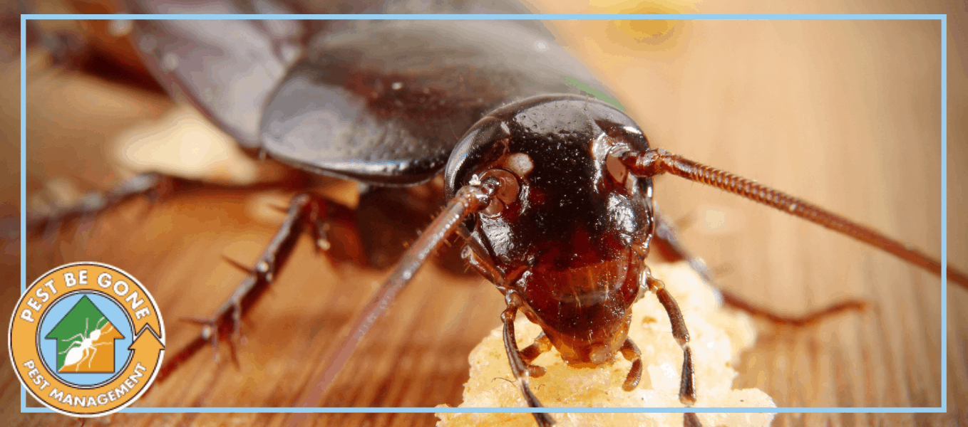 Cockroach Pest Control Services from Pest Be Gone
