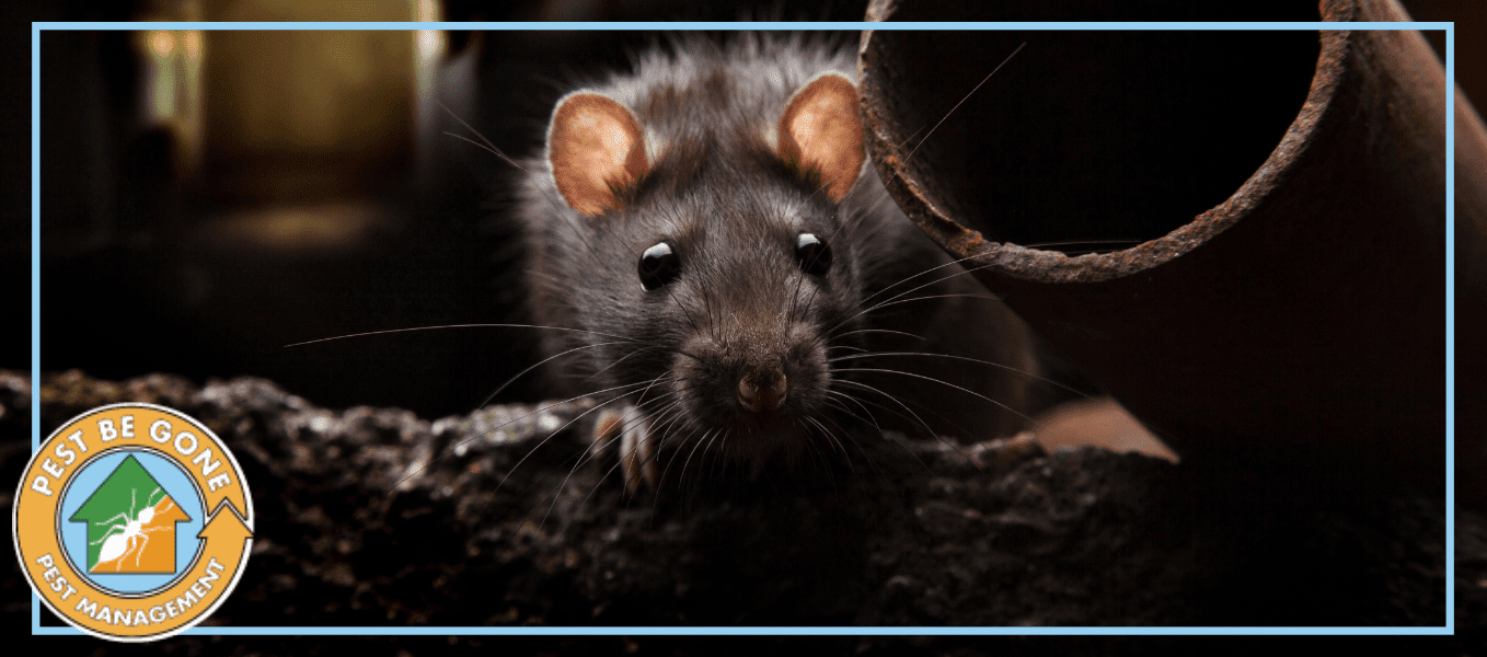 Rats, Mice, and Rodents Pest Control Services from Pest Be Gone
