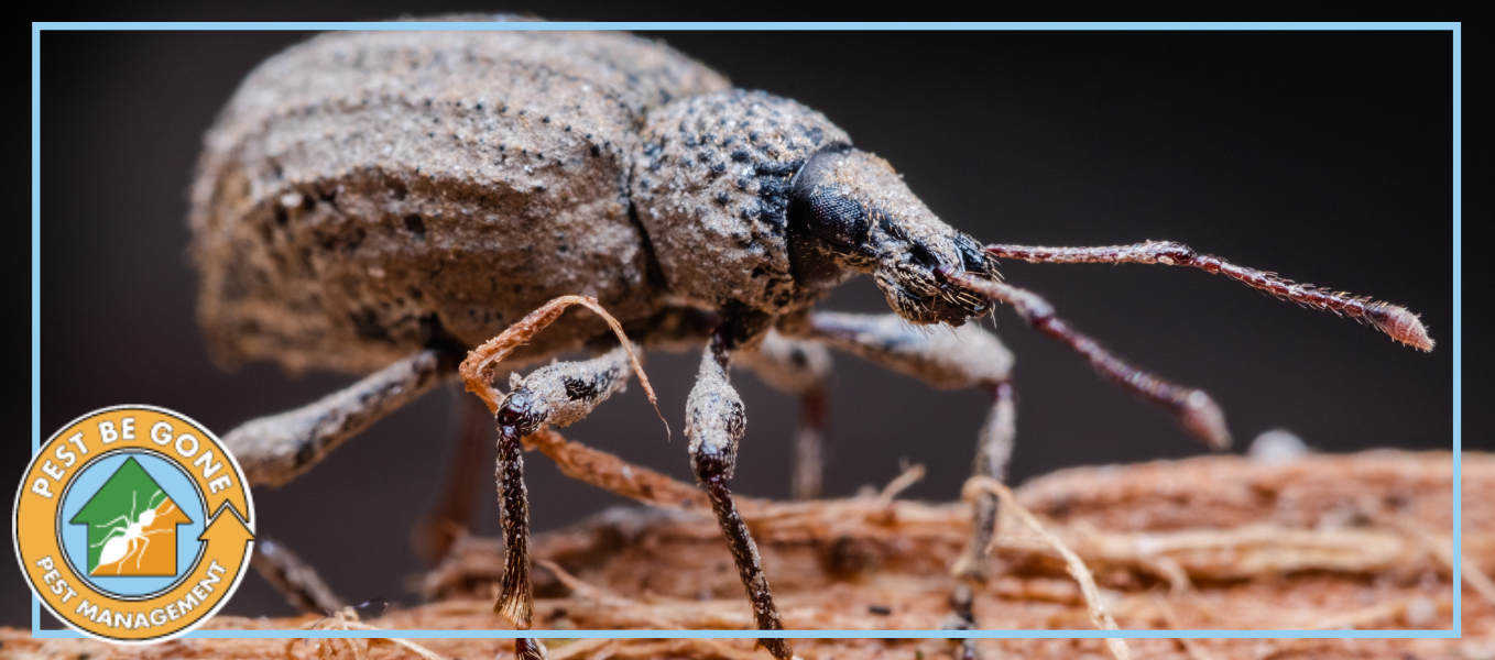 Common Winter Pests and the Hacks to Control Them