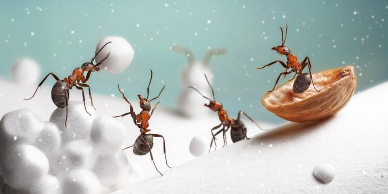 Common Winter Pests and Some Hacks to Control Them