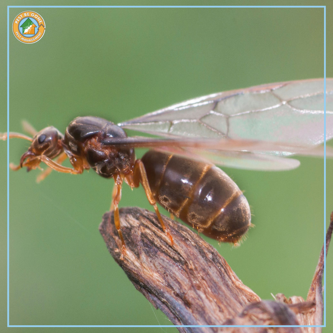 Pest 101 California’s Most Common Spring Pests Pest Be Gone